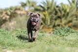CANE CORSO 392
